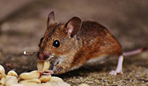 24 Hour & Emergency Exterminators in Centerville, NE